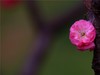 梅花2.