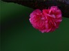 梅花2.