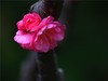 梅花2.