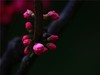 梅花2.