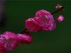 梅花2.