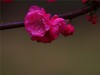 梅花2.