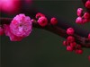 梅花2.