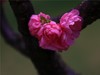 梅花2.