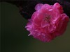 梅花2.