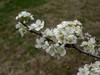 春暖花开