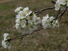 春暖花开