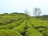 茶乡