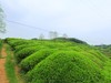 茶乡