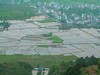 茶乡