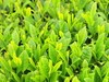 茶乡
