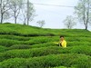 茶乡
