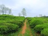 茶乡