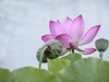 小暑荷正浓