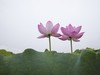 小暑荷正浓