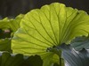小暑荷正浓