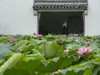 小暑荷正浓