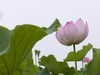 小暑荷正浓