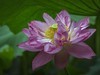 小暑荷正浓