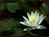 夏日明湖边的小花