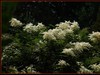 夏日明湖边的小花