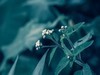 逍遥1975~花卉