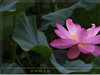 吴泾公园荷花一组