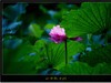 吴泾公园荷花一组