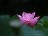 吴泾公园荷花一组