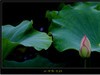 吴泾公园荷花一组
