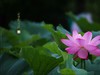 吴泾公园荷花一组