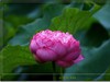 吴泾公园荷花一组