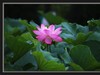 吴泾公园荷花一组