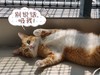 吸猫大法好！睿米NEX2 Pro无线吸尘器评测