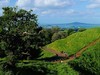 新西兰奥克兰伊甸山