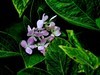 玉簪花