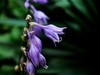 玉簪花