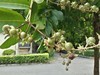 索尼Z3室外拍照样张