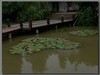 一组睡莲