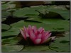 一组睡莲