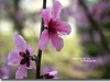 桃花  续一