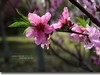 桃花  续一