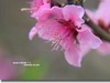 桃花  续一