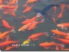 红火锦鲤鱼