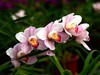 生态园中蝴蝶兰（续）