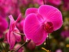 生态园中蝴蝶兰（续）