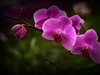 生态园中蝴蝶兰（续）