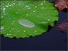 又是一年荷花季之雨荷