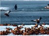 《冰雪寒江飞鸭图》