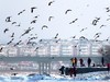 《冰雪寒江飞鸭图》